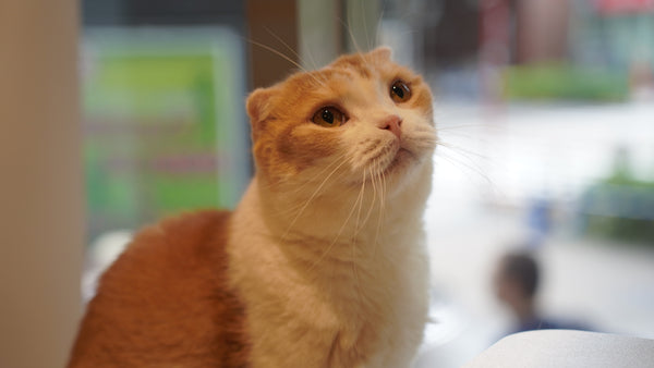 タラチャン の写真