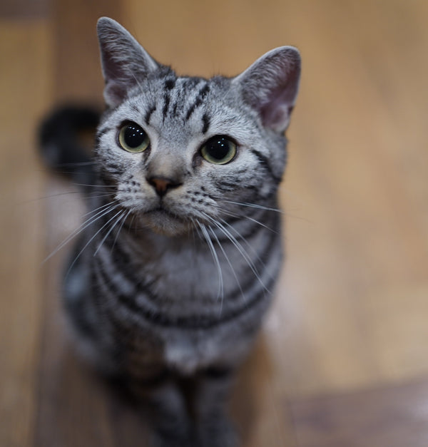 セイ の写真