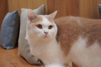 ナタネ