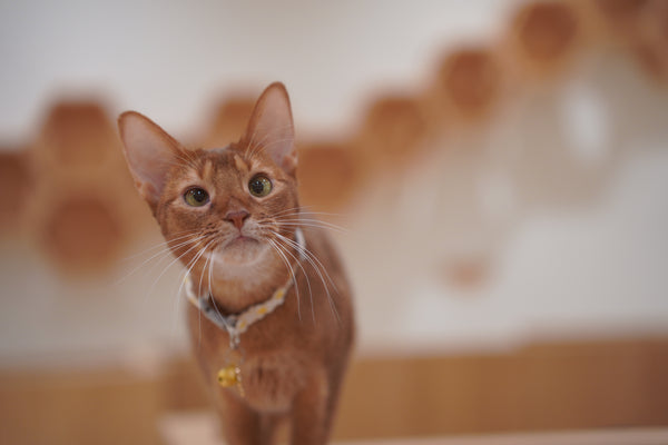 コナツ の写真