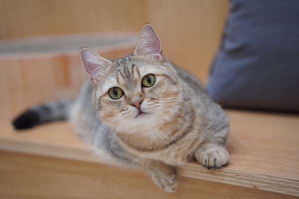 モカ の写真