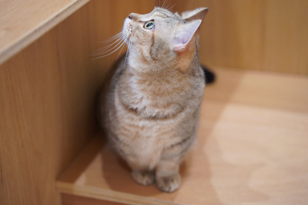 モカ の写真