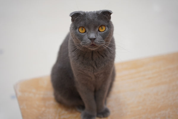 アオバ の写真