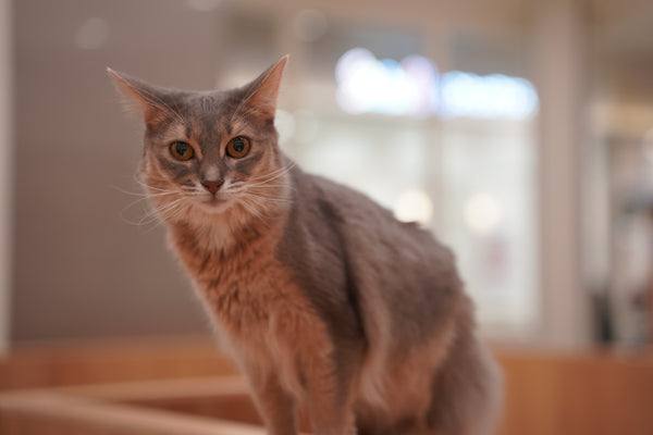 ティナ の写真