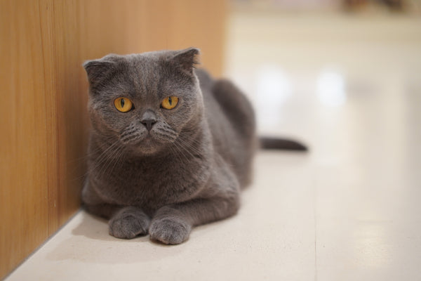 ラナ の写真