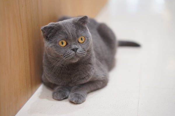 ラナ の写真