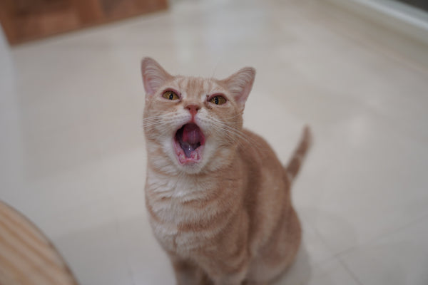 リコ の写真