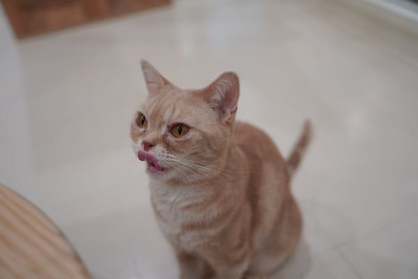 リコ の写真