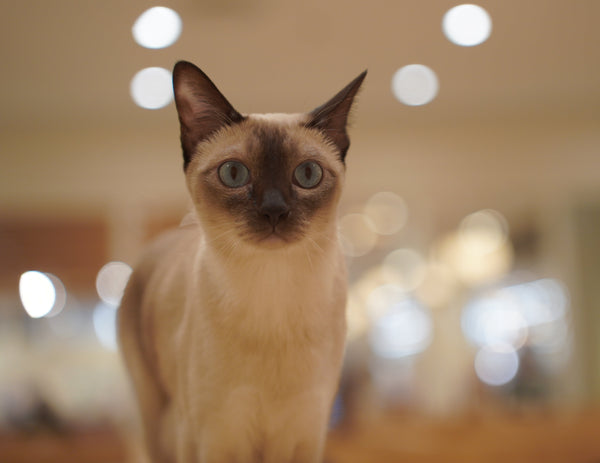 ユメ
