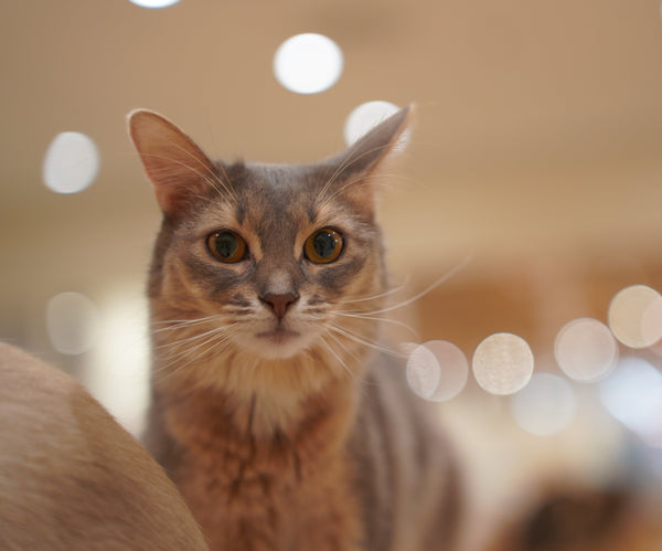 ティナ の写真