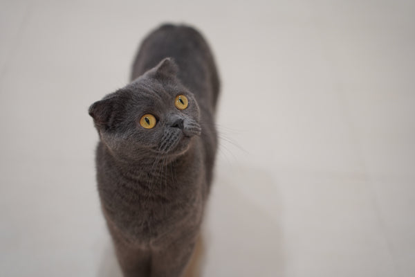 ラナ の写真