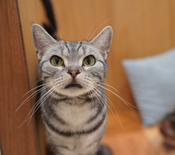 リト の写真