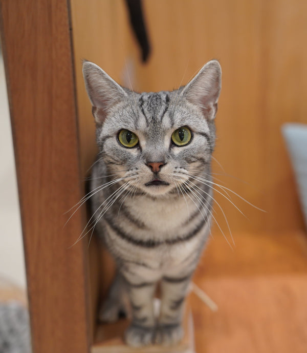 リト の写真