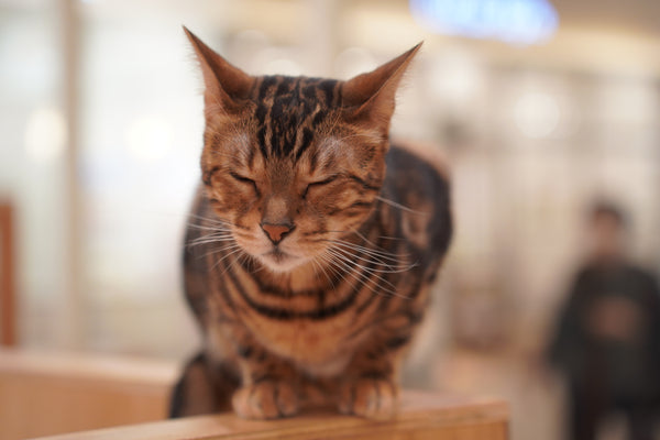 リヒト の写真