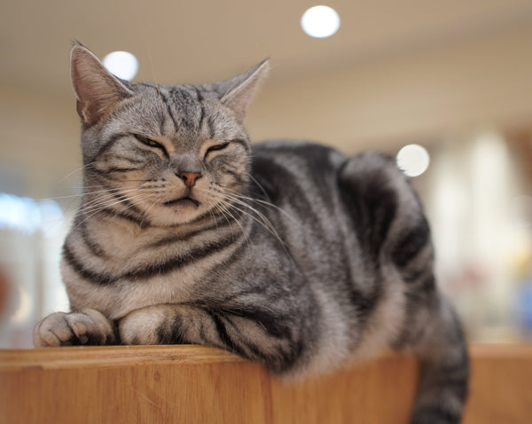 リト の写真