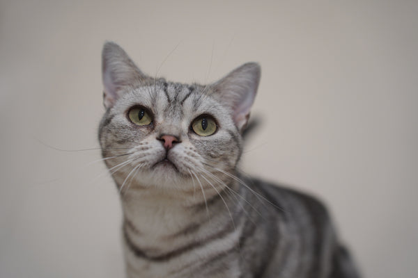 サナ の写真