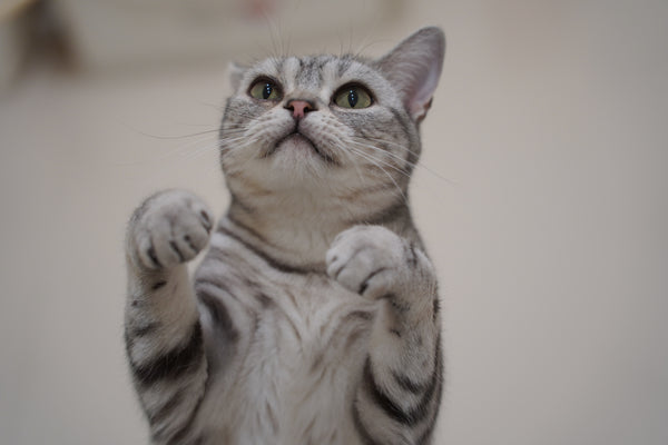 サナ の写真