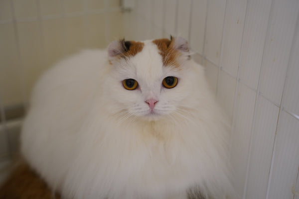 ニーナ の写真