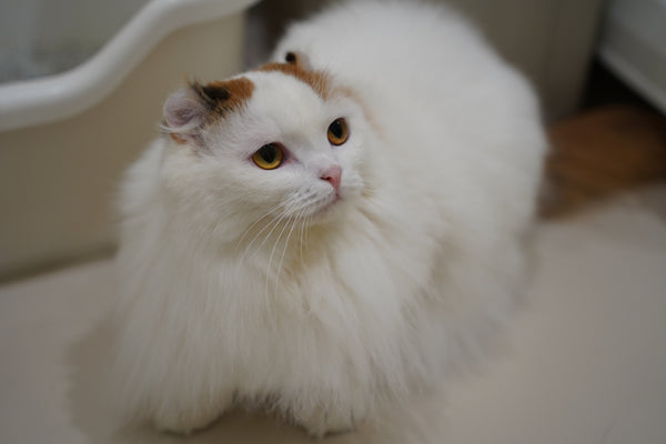 ニーナ の写真