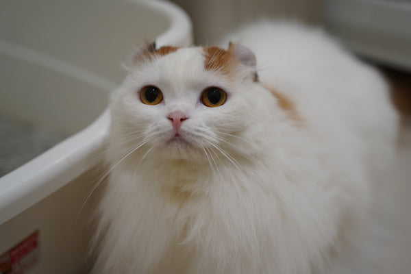 ニーナ の写真