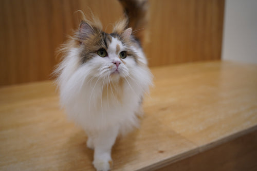 メリア