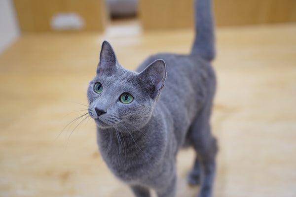 アルハ の写真