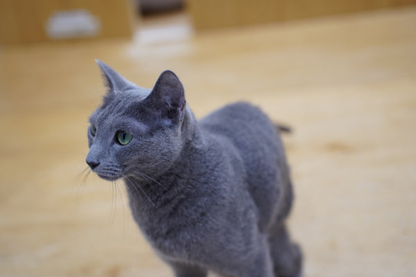 アルハ の写真