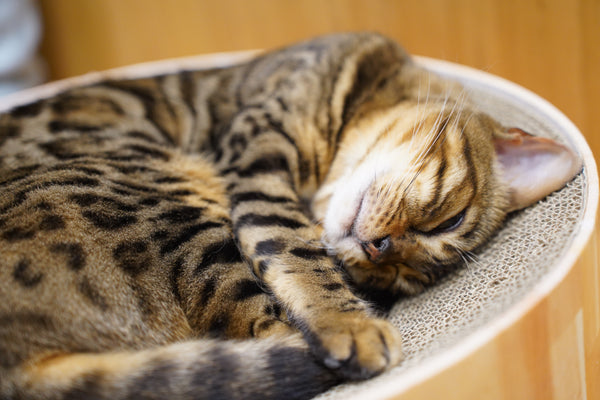 アリア の写真