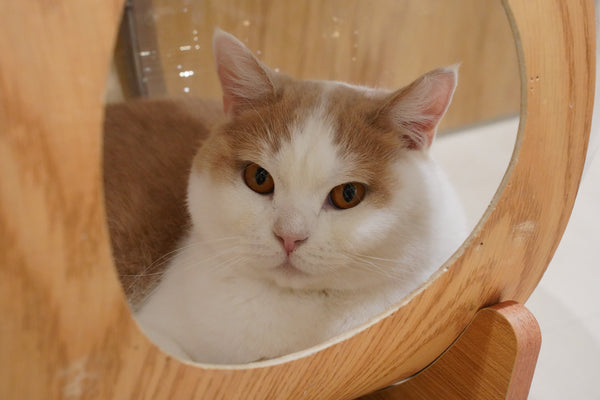 ナタネ の写真