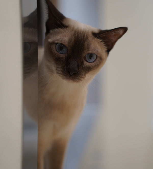 ユメ の写真