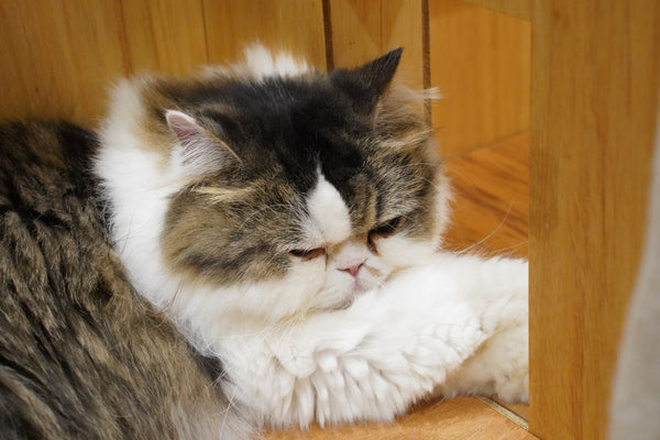 ヨモギ の写真