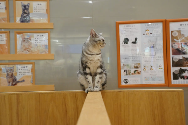 サナ の写真