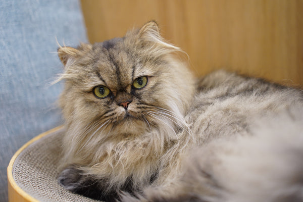 ゾーイ の写真