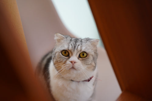 ショート