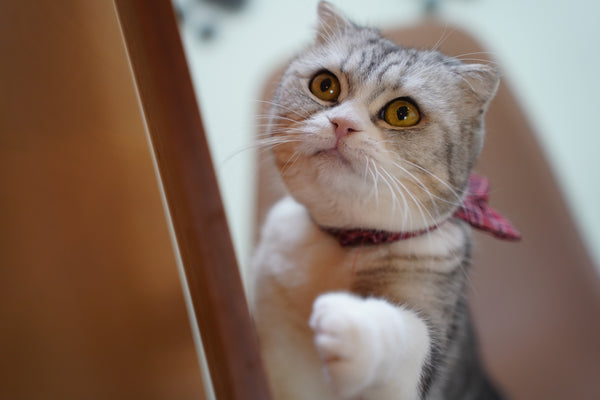 ショート の写真