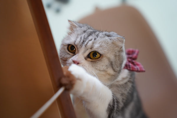 ショート の写真