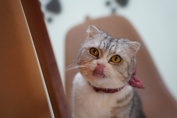 ショート の写真