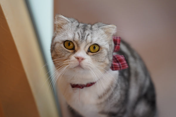 ショート の写真