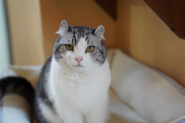 モヒート の写真