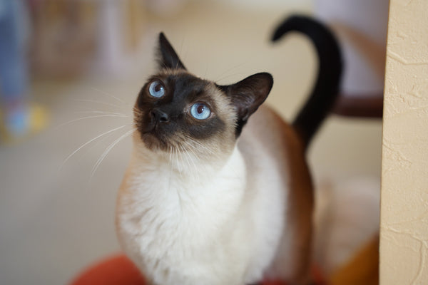 シエル の写真