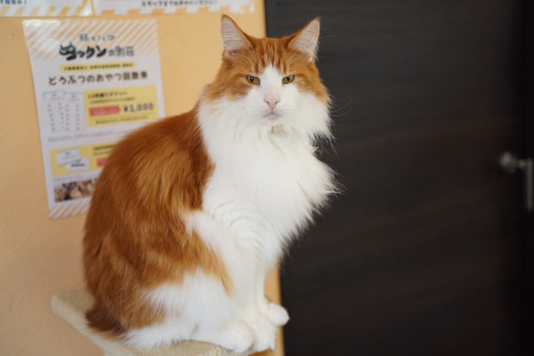 ミタラシ の写真