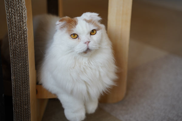 ホッピー の写真