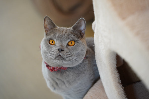 ワイン の写真