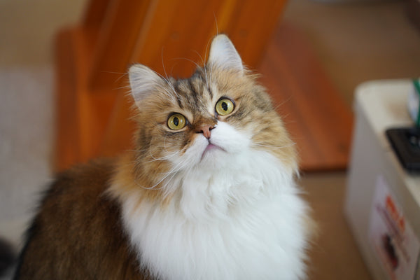 ピスコ の写真