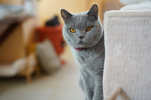 ワイン の写真
