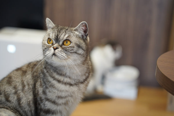 ペチャ の写真