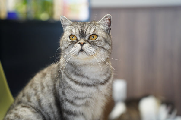 ペチャ の写真