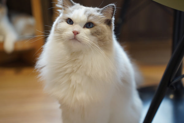 ヤキサバ の写真