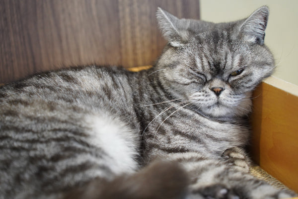 ペチャ の写真