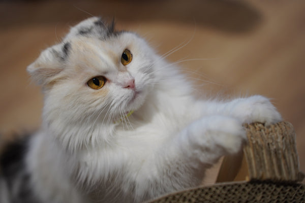 コットン の写真